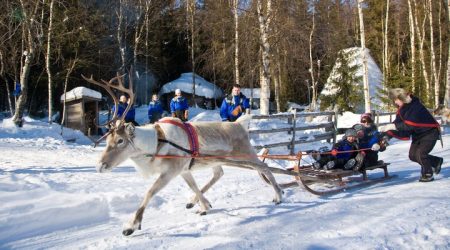 Safartica - Activities in Lapland Rovaniemi - Discovering Finland