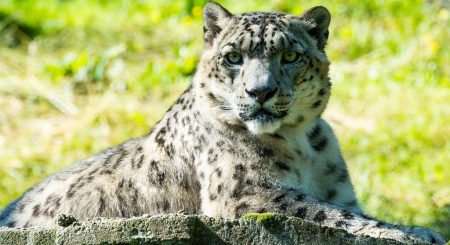 Zoos & Animal Parks - Family Vacations in Finland - Discovering Finland