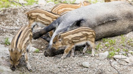 Ranua Wildlife Park - the most northern zoo in Finland - Discovering ...