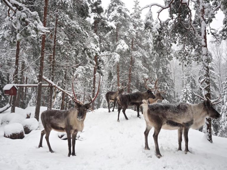 Nuuksio Reindeer Park Espoo - Discovering Finland